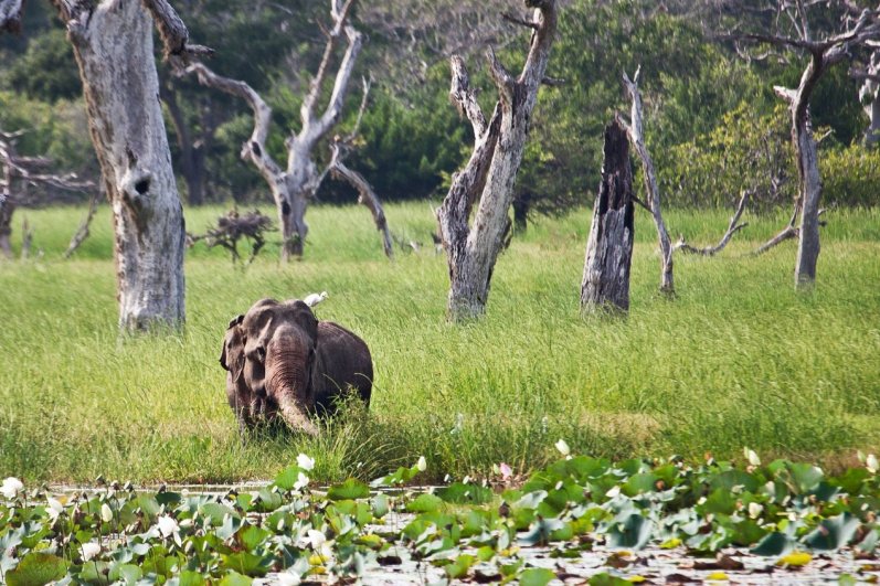 Yala national park