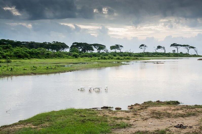Yala national park