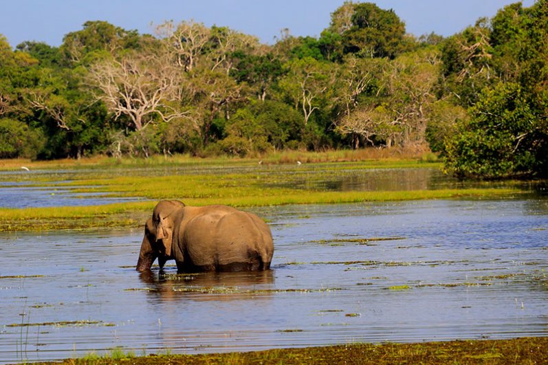 Wilpattu National Park