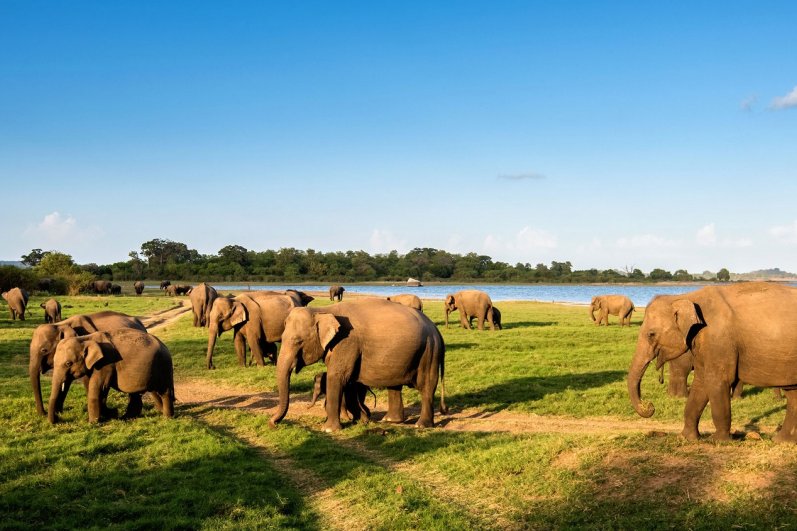 Minneriya National Park