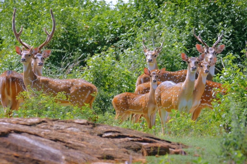 Kumana National Park