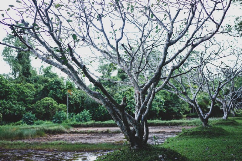 Lunuganga Geoffrey Bawa’s Country