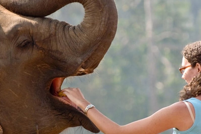 Pinnawala Elephant Orphanage