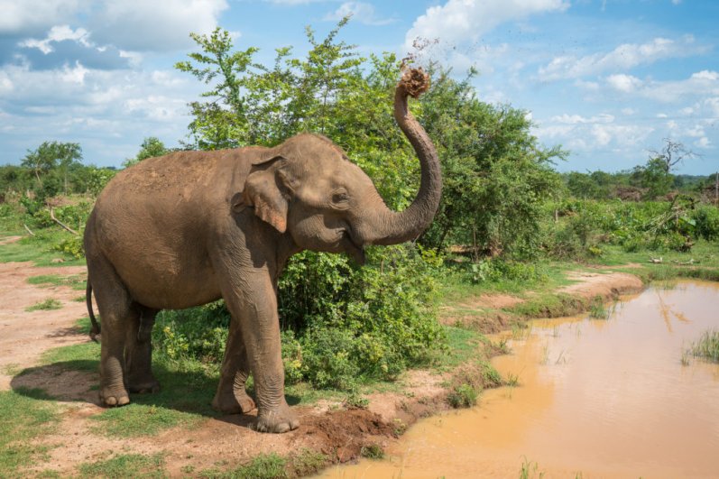 Udawalawa Elephant Transit Home