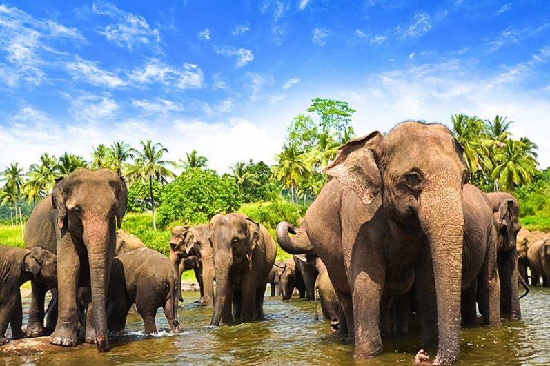 Pinnawala Elephant Orphanage
