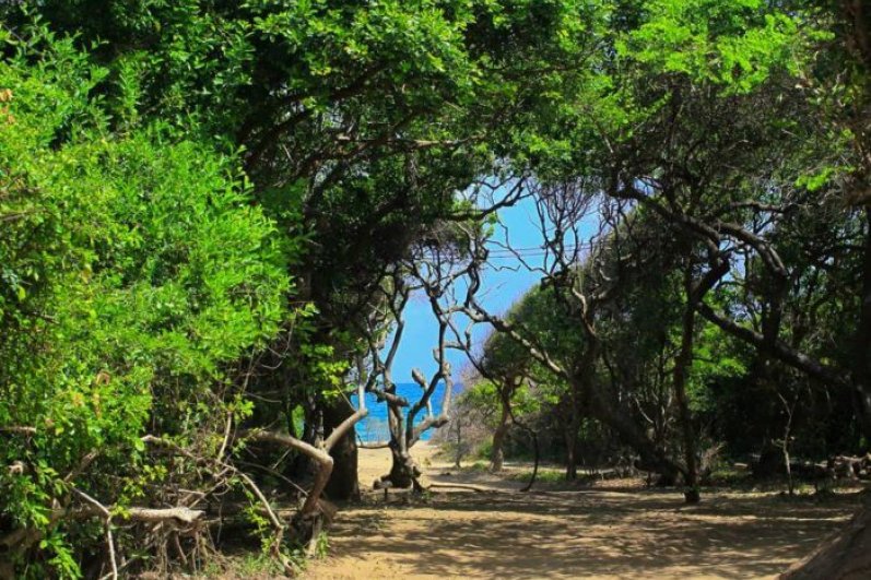 Jungle Beach
