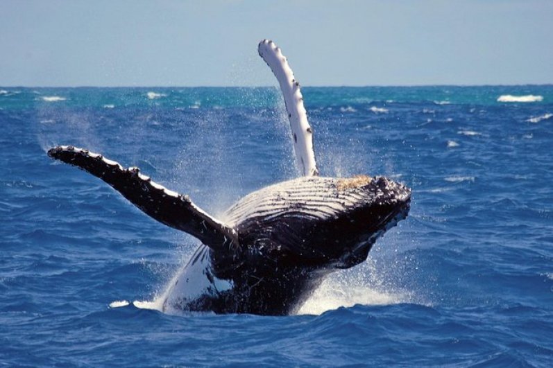 Mirissa Beach and whales watching