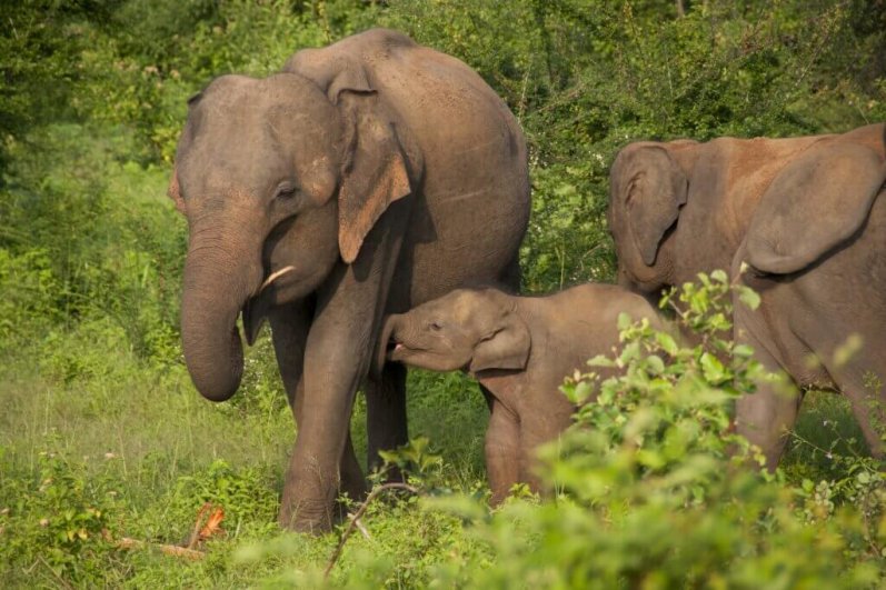 Udawalawa Elephant Transit Home