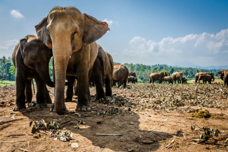 Udawalawa Elephant Transit Home