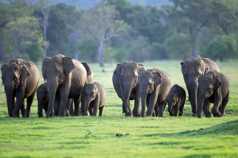 Minneriya National Park