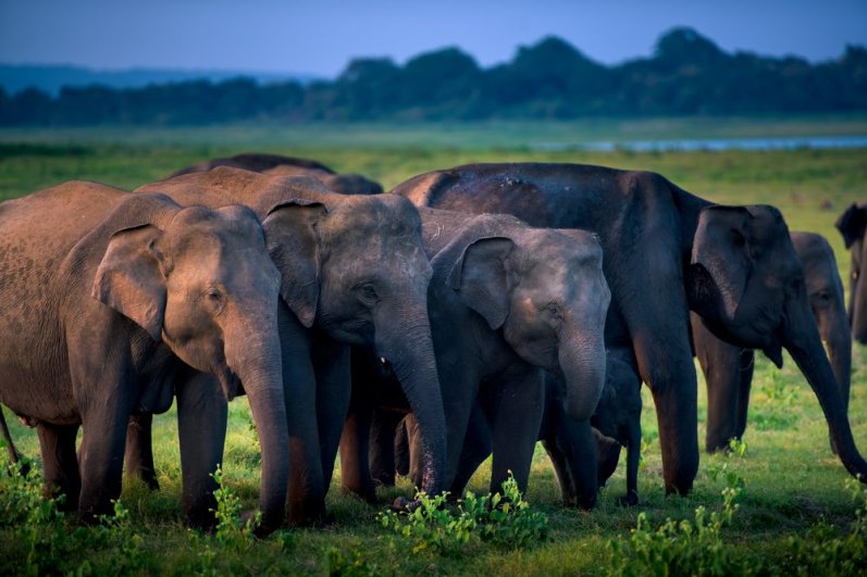 Wilpattu National Park