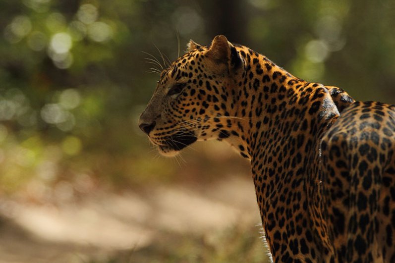 Wilpattu National Park