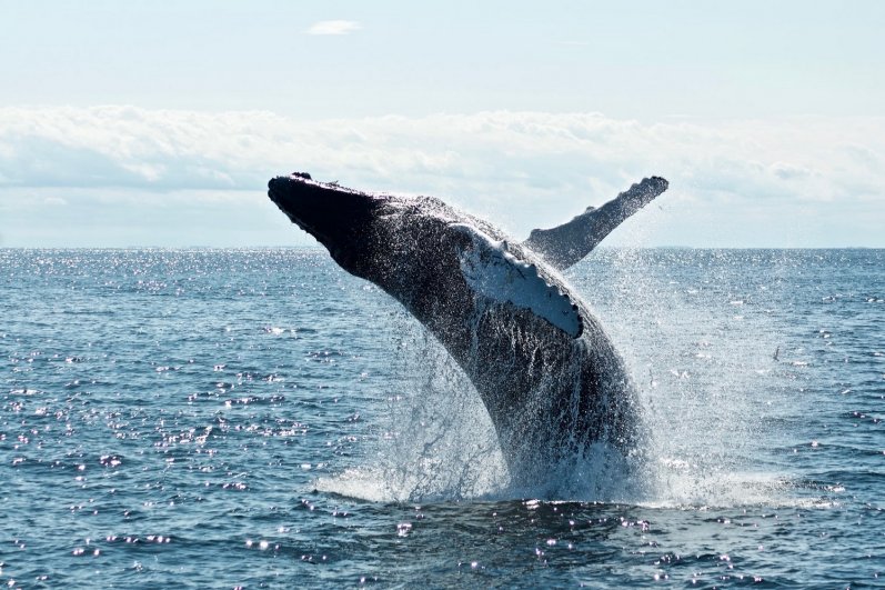 Mirissa Beach and whales watching