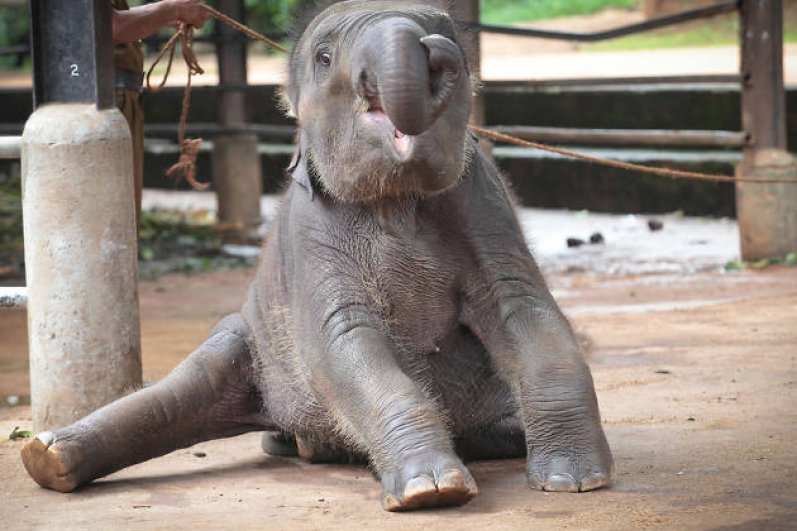 Pinnawala Elephant Orphanage