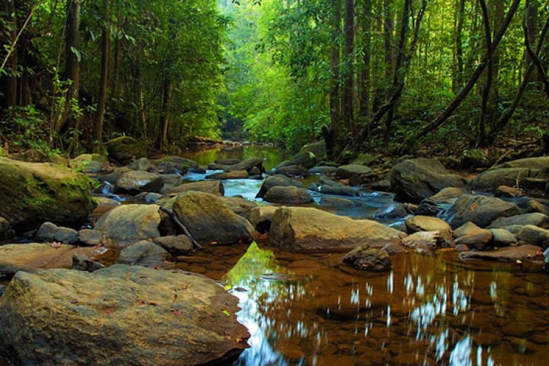 Sinharaja Forest Reserve