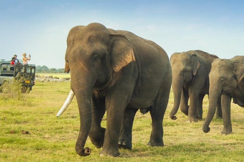 Minneriya National Park