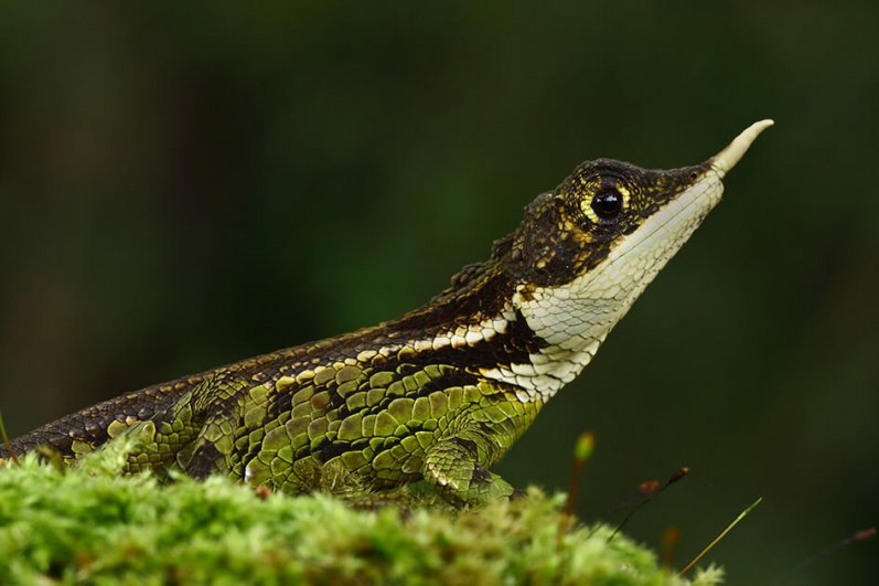 Horton Plains National Park