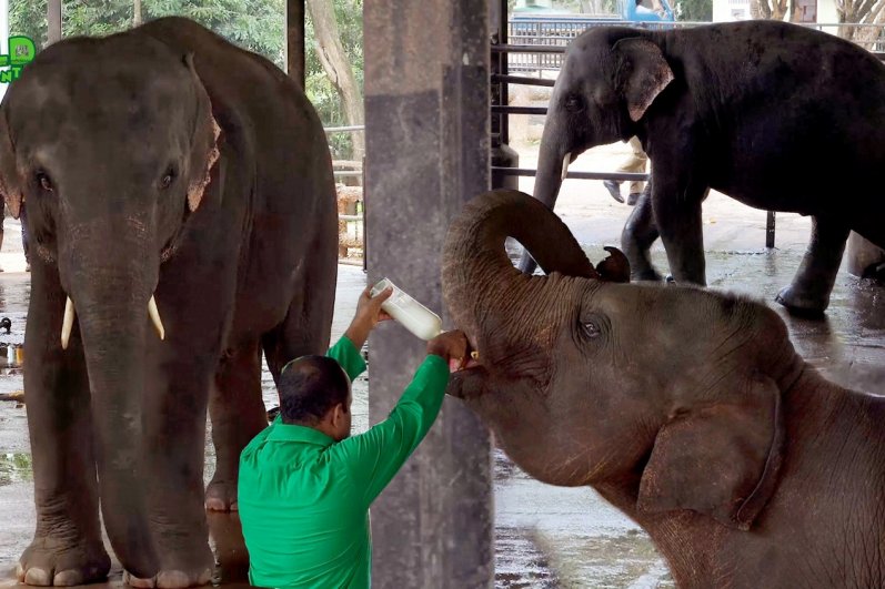 Pinnawala Elephant Orphanage